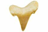 Serrated Sokolovi (Auriculatus) Shark Tooth - Top Quality #372463-1